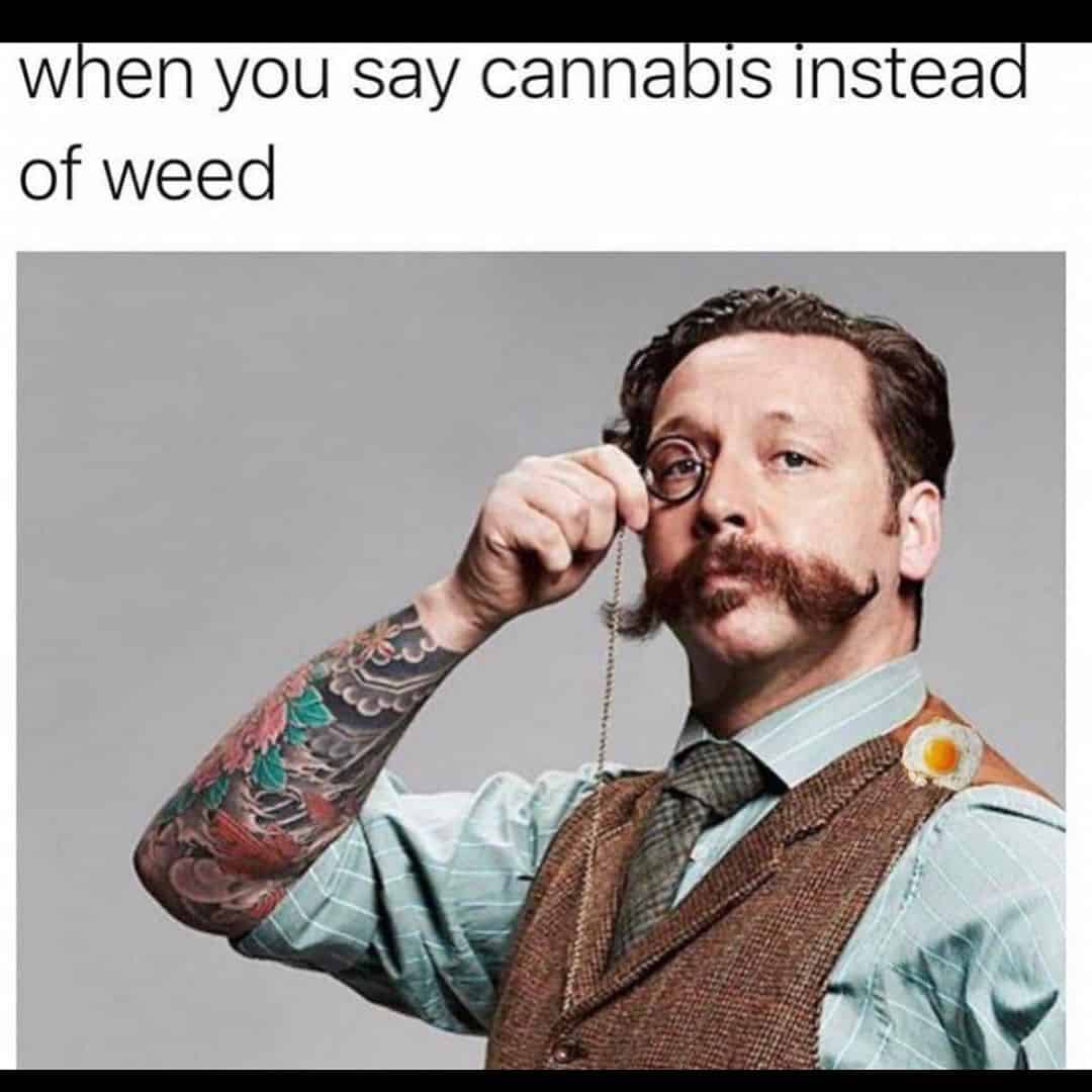 Mmm yeas why hello there lol #funny #cannabismeme #cbdmeme ...
