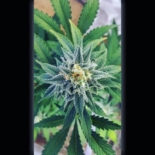 Buona domenica! #psychedelicart #weedleaf #psychedelicworld #weed #stoned #ganja #weedgirls #cannabis #stayhigh #weedlover  #marijuana #high…