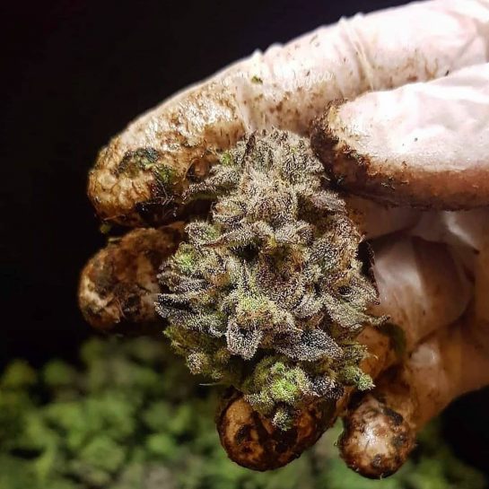 Good morning everybody! Here is a pukka shot of some real sticky looking bud…